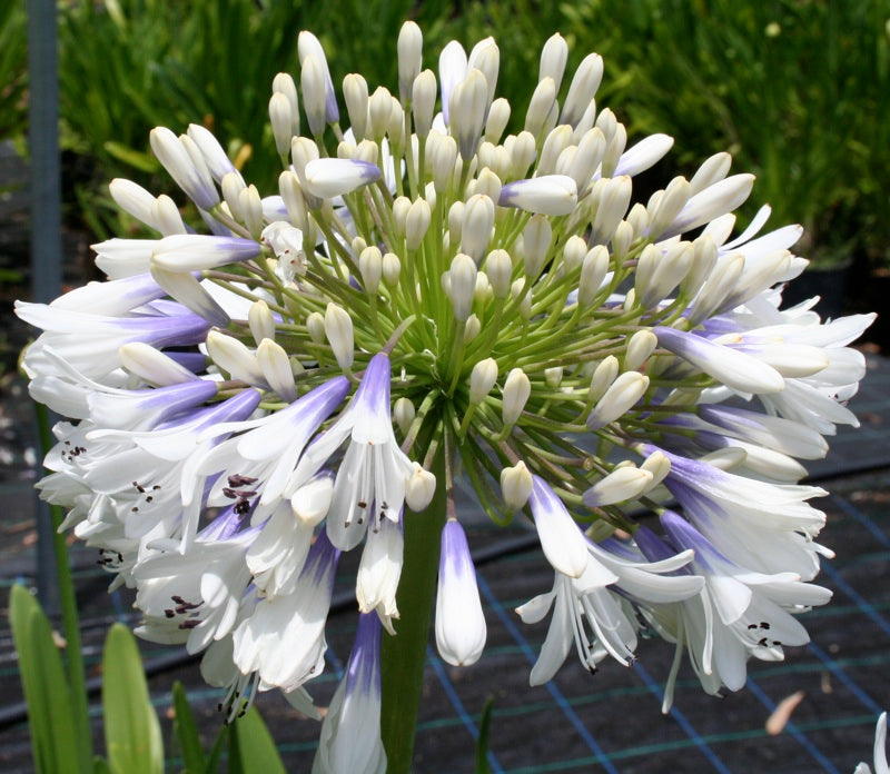 Agapanthus Queen Mum - Special 10 plant buy of young plants