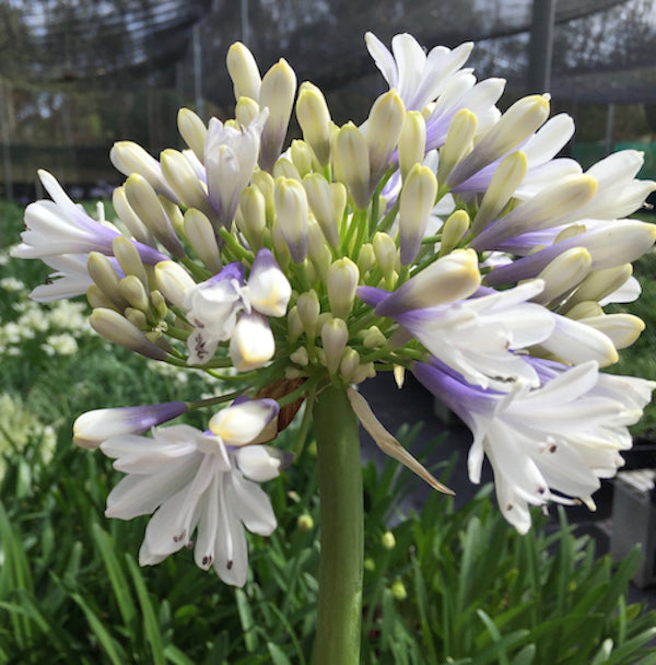Agapanthus PMB012 (pbr) Maxsie ™ - near flowering size