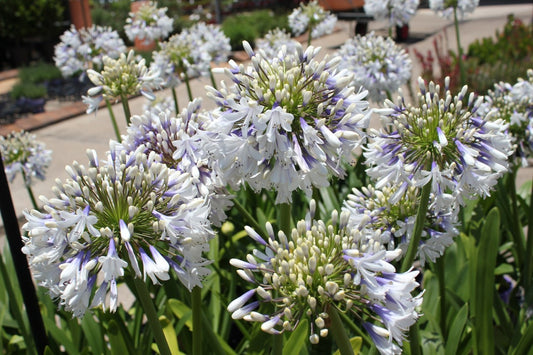 Agapanthus Queen Mum - Special 10 plant buy of young plants