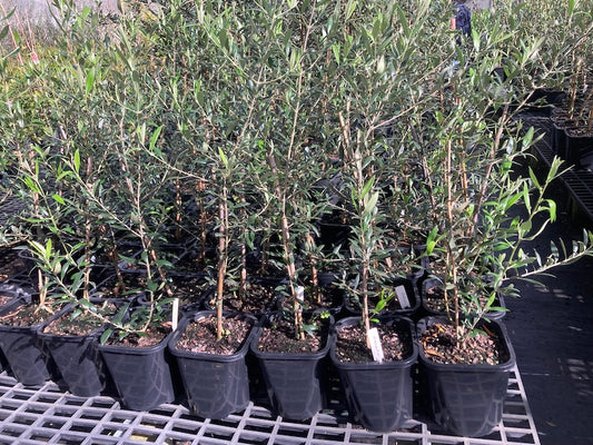 Olive - Arbequina 190mm (Pick up only)
