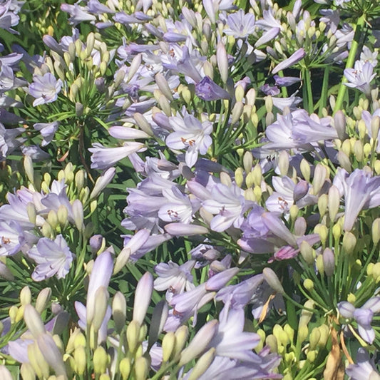 Agapanthus Bella ™ - near flowering size