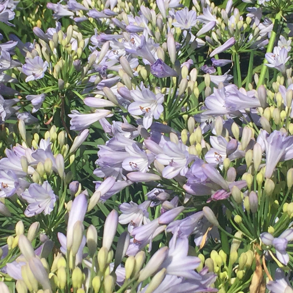Agapanthus Bella ™ - special 20 pack of young plants