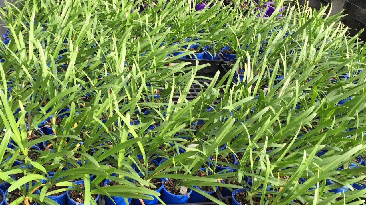 Agapanthus orientalis Cloudy Days - 1 young plant