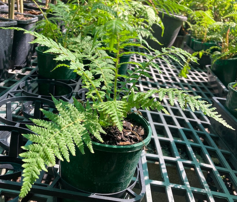 Cynthia cooperi (Australian Tree Fern) - 200mm pot (Pick up Only)