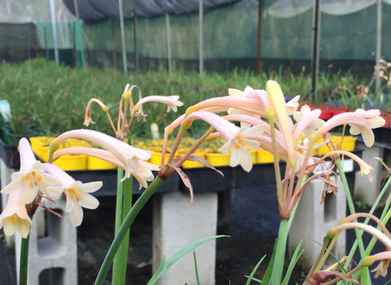 Cyrtanthus mackenii 'Pastel'