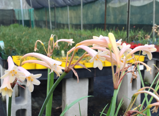 Cyrtanthus mackenii 'Pastel'