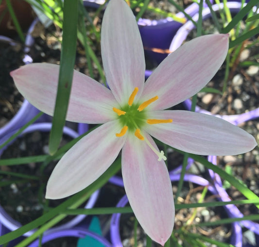 Zephyranthes Grandjax - Flowering size bulb
