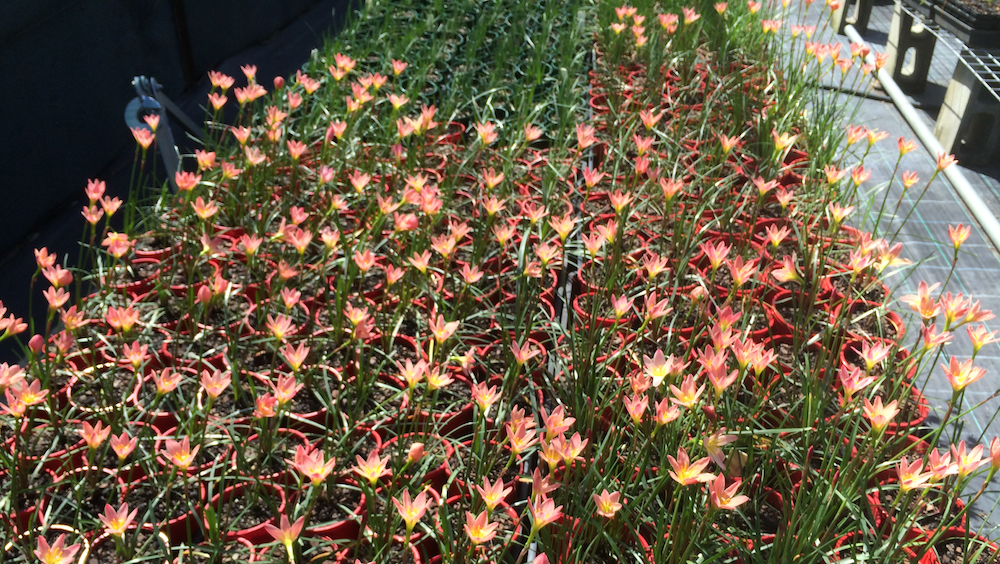 Zephyranthes "Sunset" strain