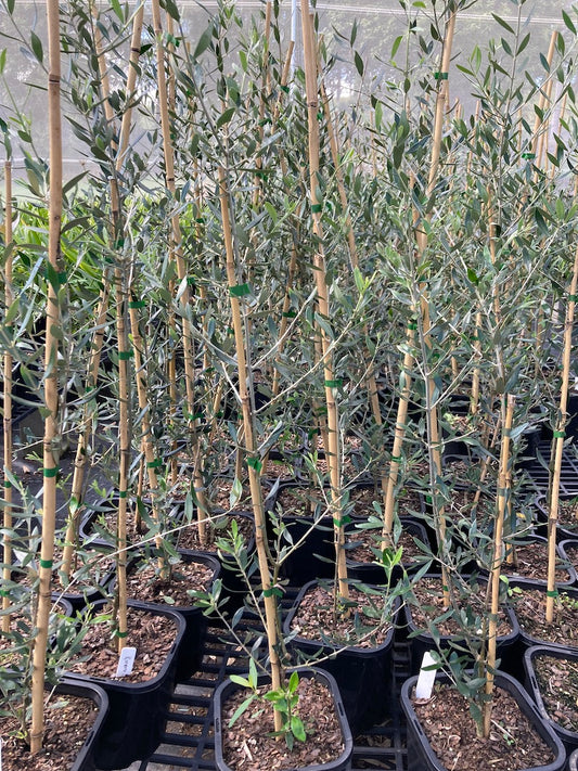 Olive - Koroneiki 250mm (Pick up only)