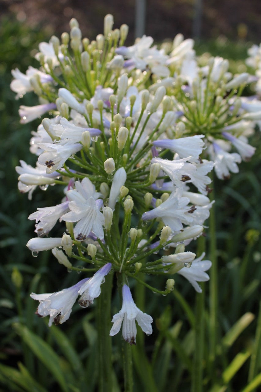 Agapanthus Lilibet ™ - near flowering size