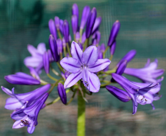 Agapanthus Madelyn - young plant