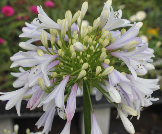 Agapanthus Madison ™ - near flowering size