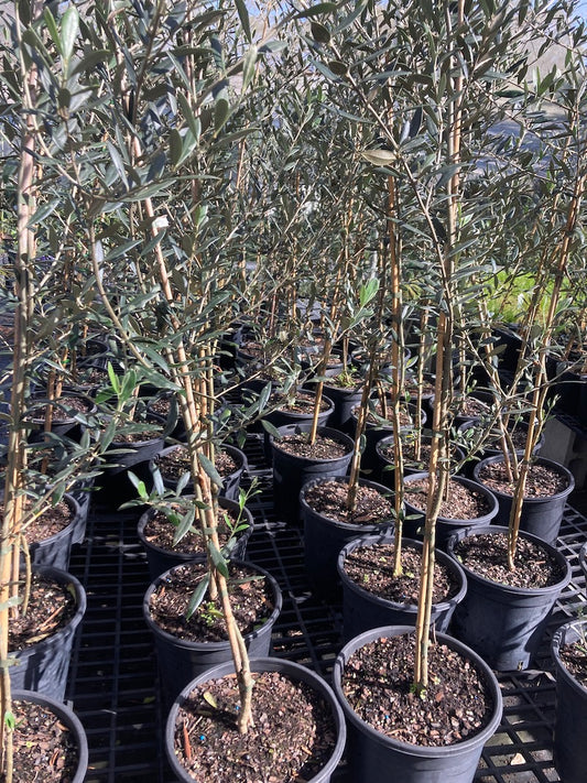 Olive - Manzanillo 250mm (Pick up only)
