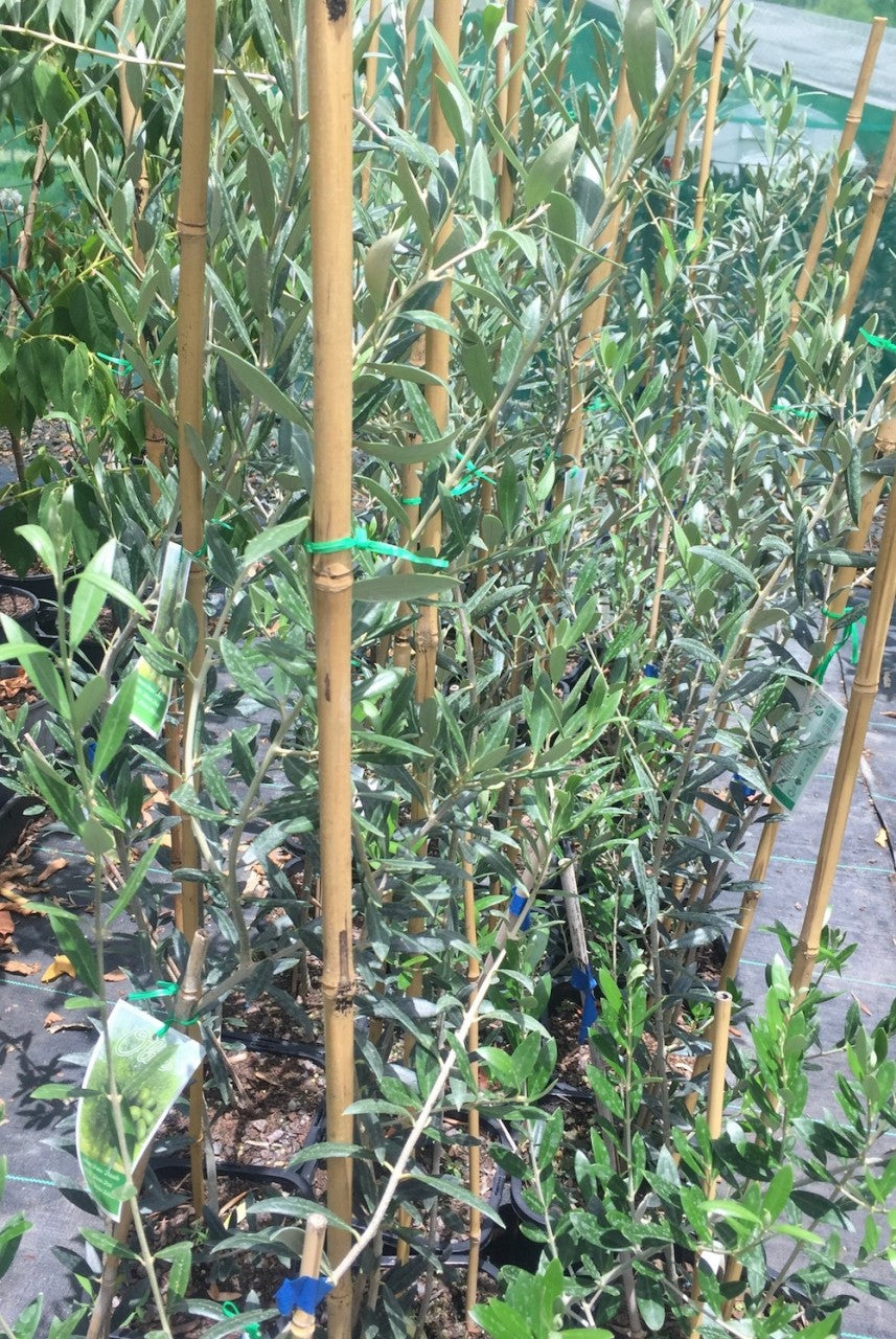 Olive - Manzanillo 190mm (Pick up only)