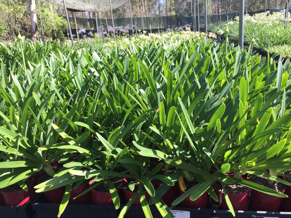 Agapanthus PMB012 (pbr) Maxsie ™ - near flowering size