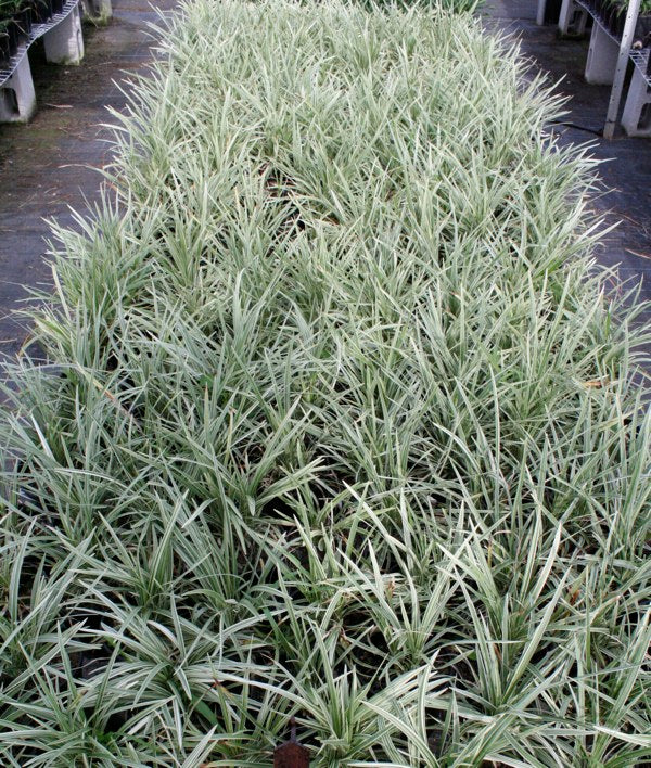 Ophiopogon intermedians alba variegata (pick up only)