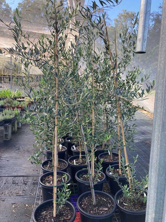 Olive - Assorted in 330mm  (Pick up only)