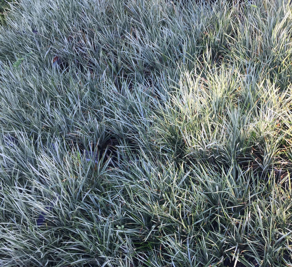 Ophiopogon japonicus 'nana variegated'
