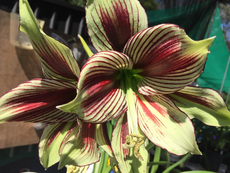 Hippeastrum Papilio non flowering size bulb