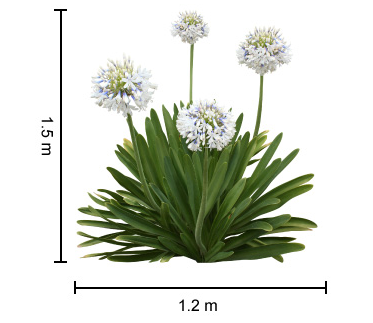 Agapanthus Queen Mum - Special 10 plant buy of young plants