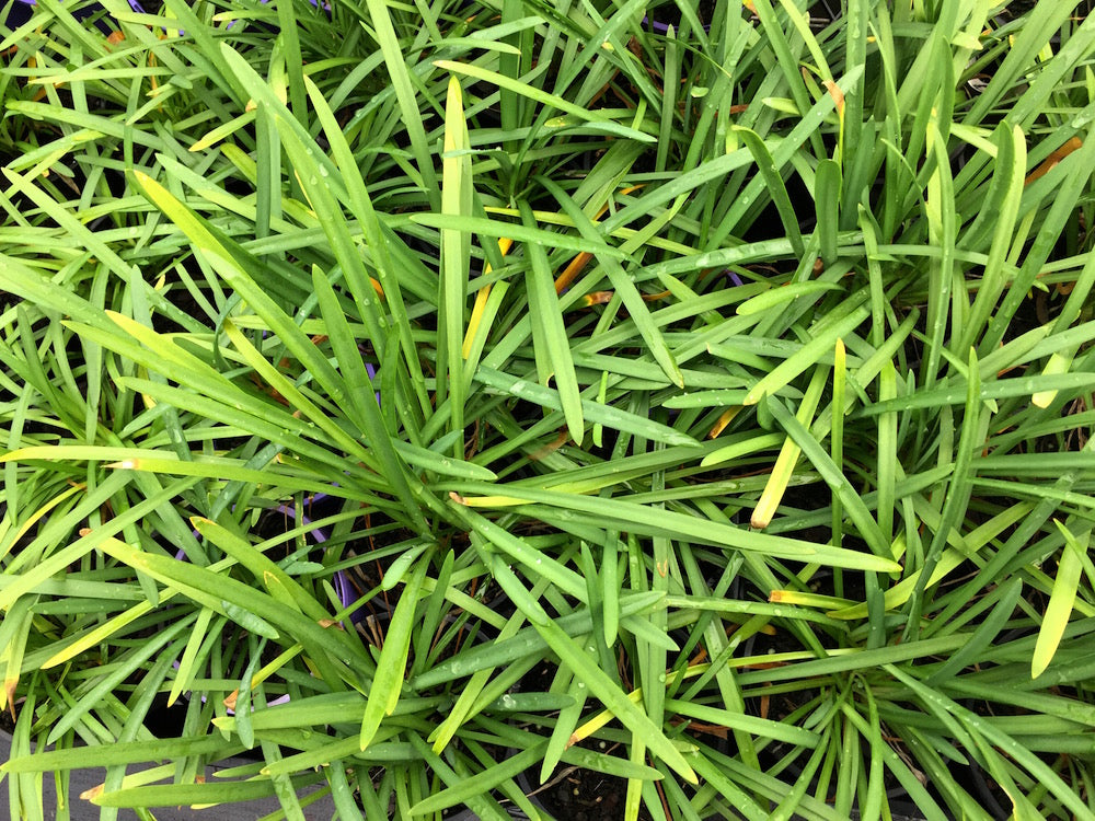 Agapanthus Silver Baby - Flowering size clump