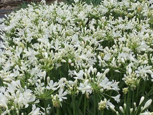 Agapanthus Snowball - special 20 pack buy of young plants