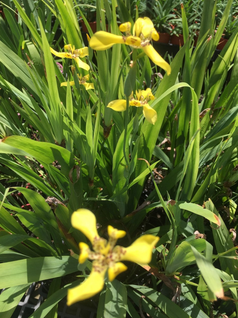 Neomarica longifolia/Trimezia steyermarkii