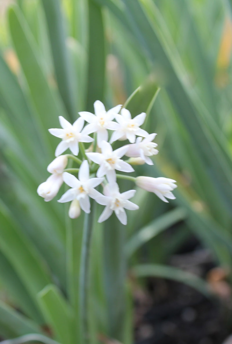 Tulbaghia fragrans alba - flowering size bulb