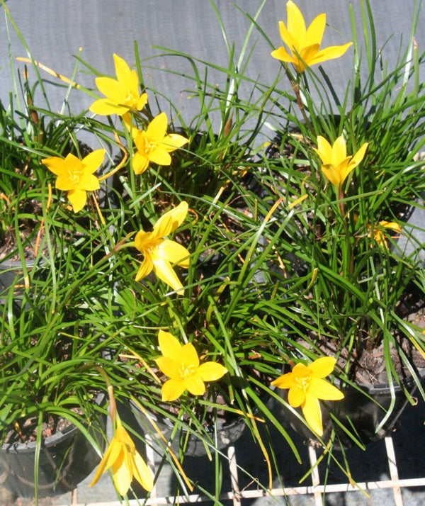 Zephyranthes flavissima - Pack of 10 bulbs