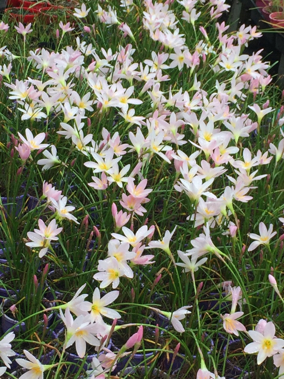 Zephyranthes Grandjax - Flowering size bulb