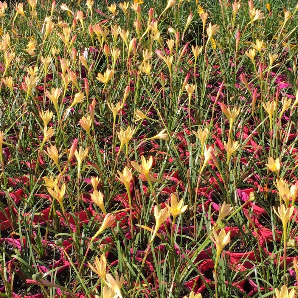 Zephyranthes primulina - pack of 10 bulbs