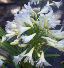 Agapanthus Silver Baby - Flowering size clump