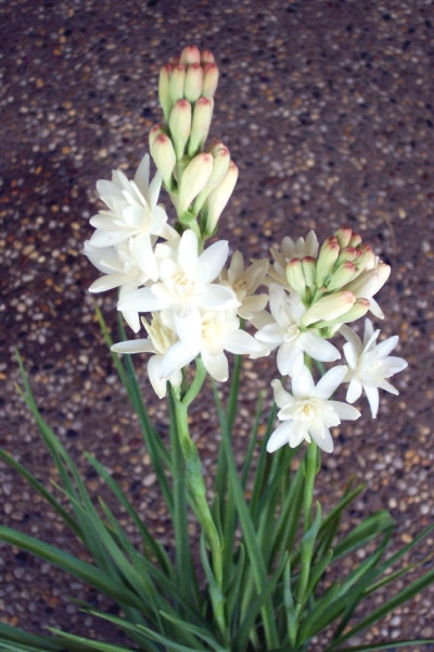 Polianthes Tuberosa (Rajnigandha)
