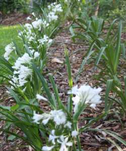 Agapanthus Snowball - young plant