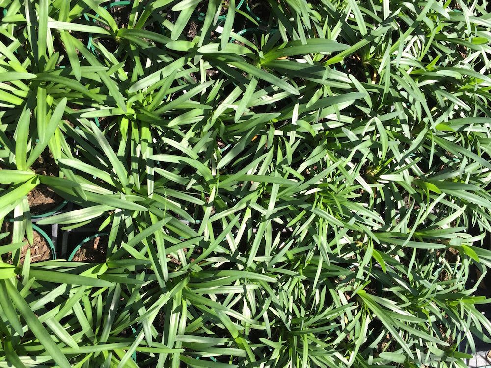 Agapanthus Lilibet ™ - near flowering size