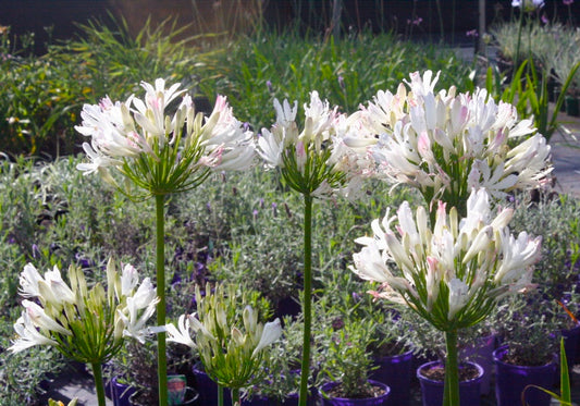 Agapanthus Albus rosea  (the so called pink agapanthus)
