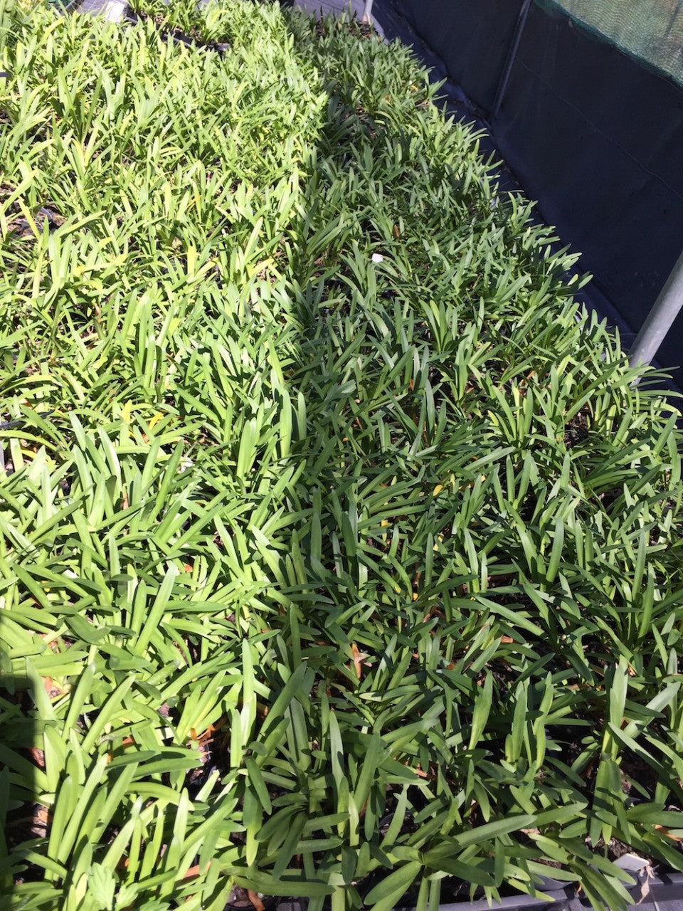 Agapanthus Snowball - young plant