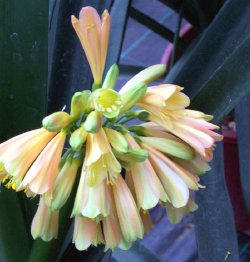 Clivia Oz Nobilis offsets