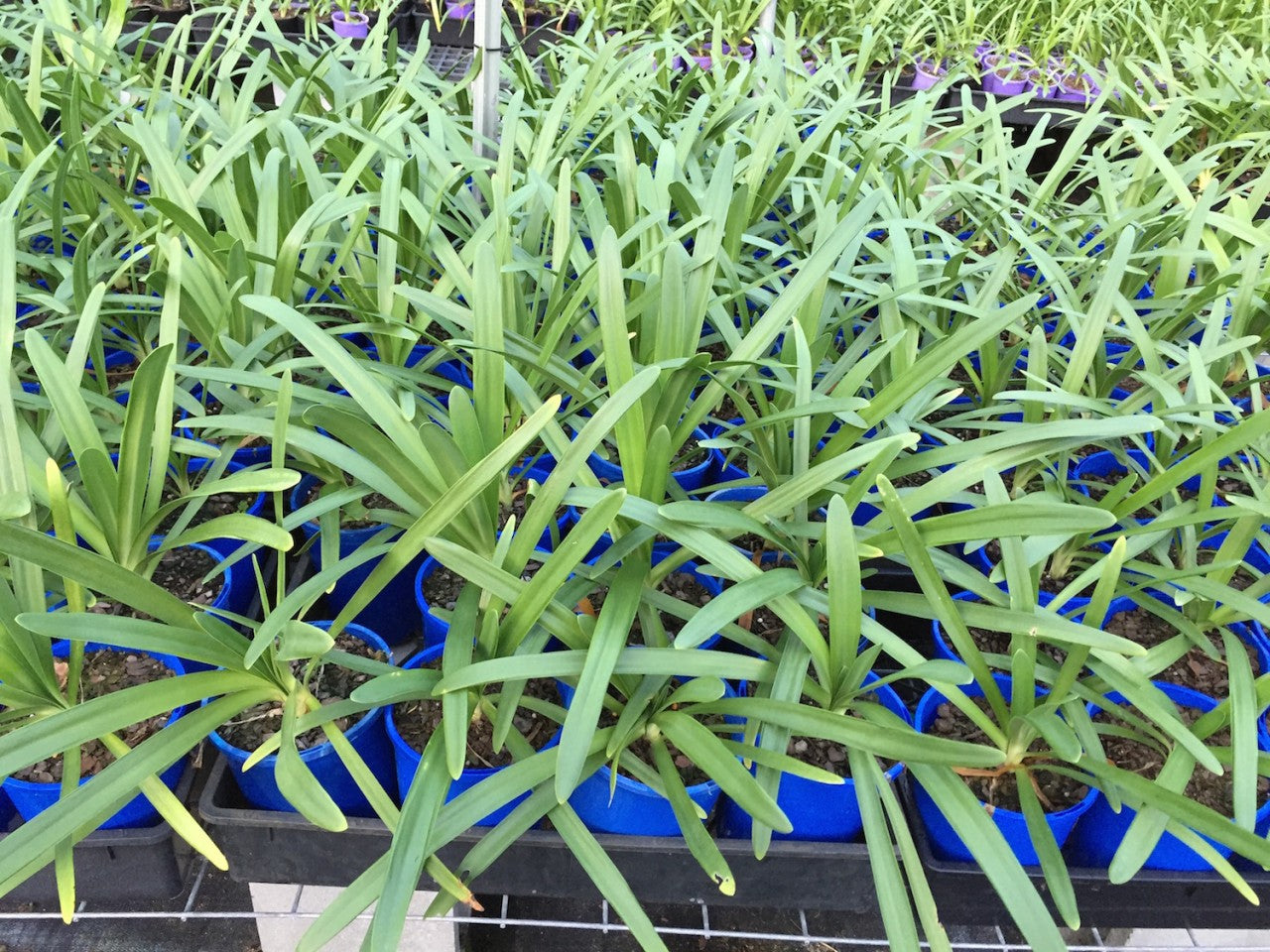 Agapanthus Cloudy Days - near flowering size