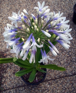 Agapanthus Cloudy Days - near flowering size