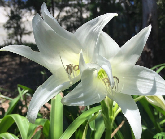 Crinum powellii album- small bulb