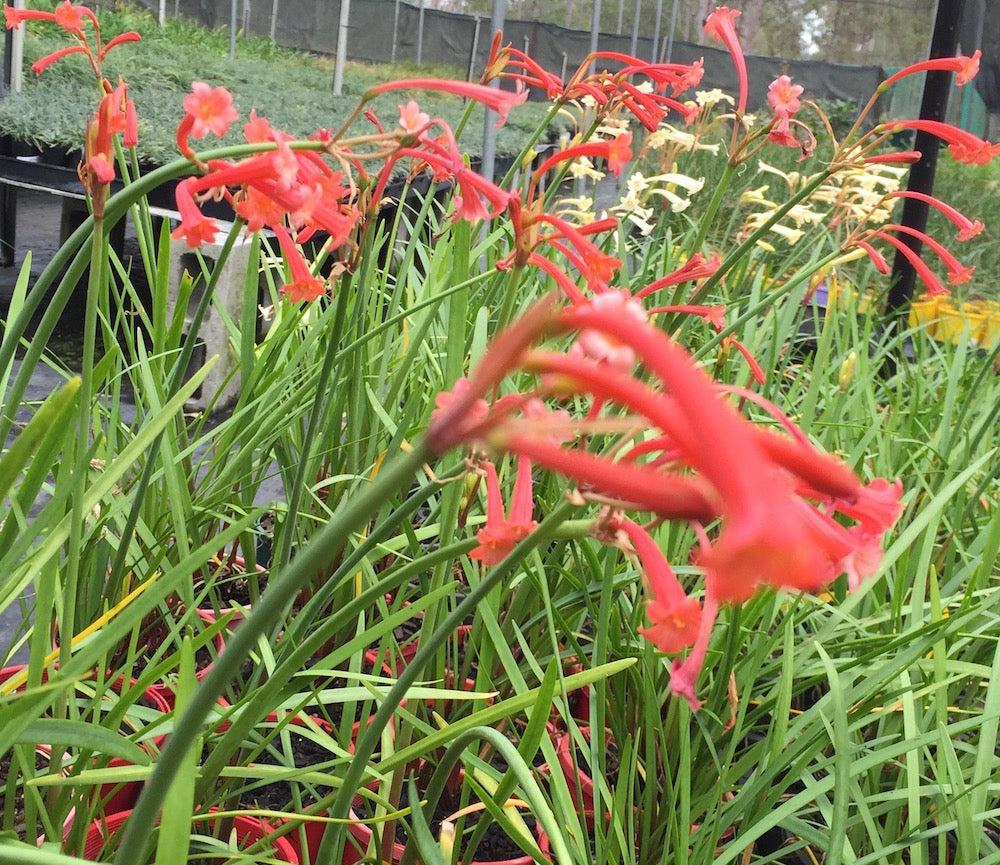 Cyrtanthus mackenii 'orange red'