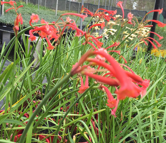 Cyrtanthus mackenii 'orange red'