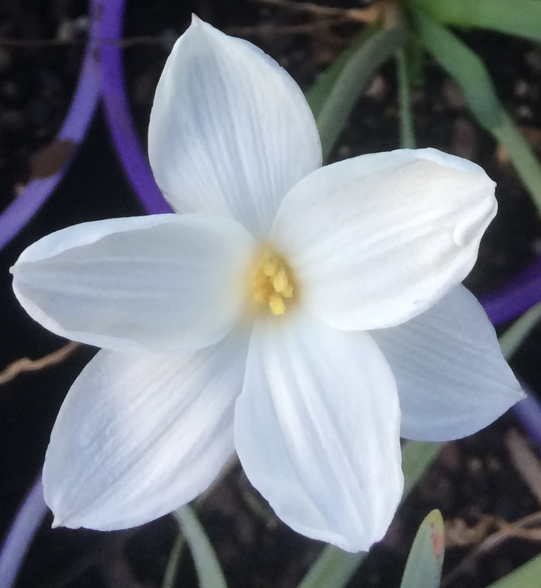 Zephyranthes drummondii - Flowering Size Bulb