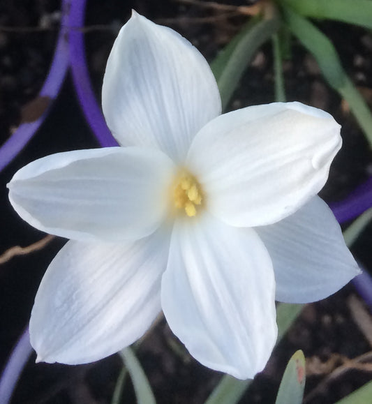Zephyranthes drummondii - Flowering Size Bulb