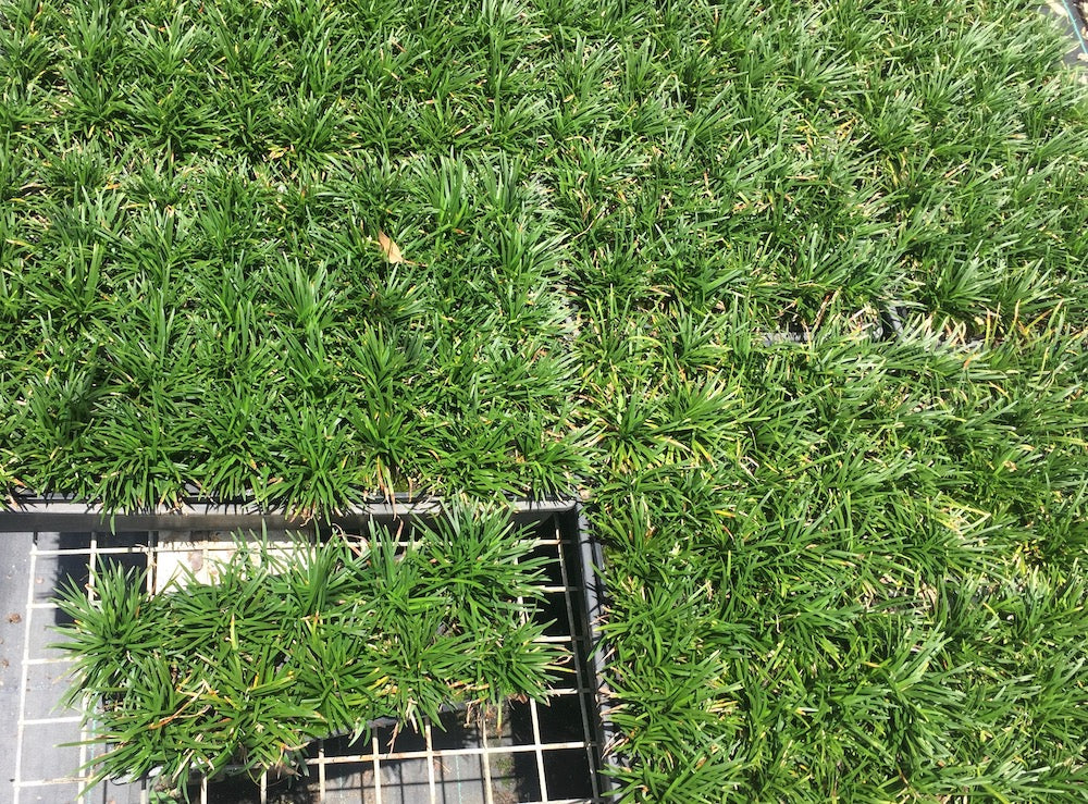 Ophiopogon japonicus nana - 10 cell pack (pick up only)