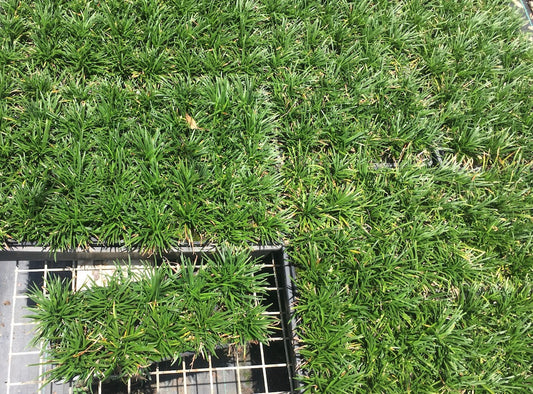 Ophiopogon japonicus nana - 10 cell pack (pick up only)