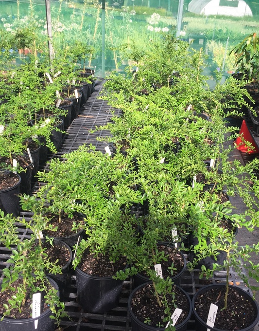 Finger Lime - "Red Champagne" grafted in 200mm pot (pick up only)