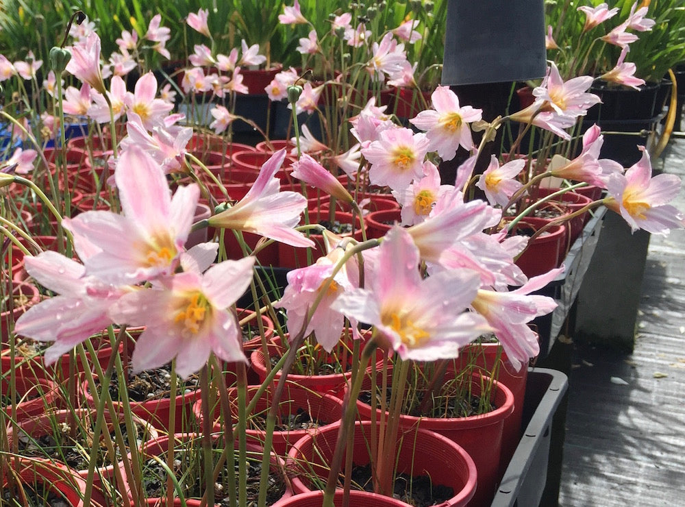 Habranthus tubispathus var. roseus