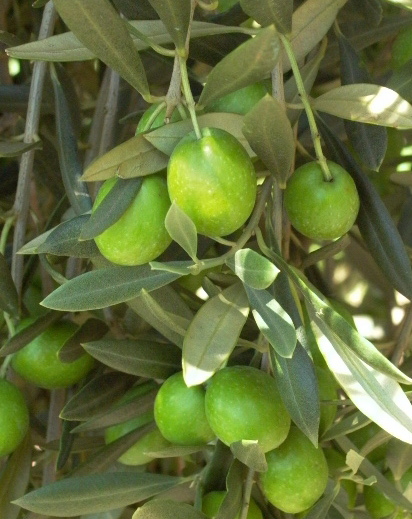 Olive - Manzanillo 190mm (Pick up only)